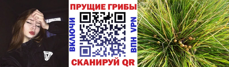 Псилоцибиновые грибы прущие грибы  Барыш 